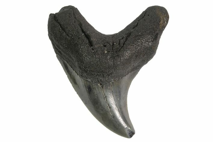 Rare, Fossil Mackerel Shark (Parotodus) Tooth - Georgia #142296